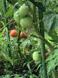 かざし園産野菜のサラダ
