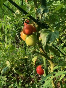 かざし園産野菜のサラダ　第2弾