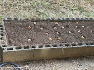 かざし園　花壇植え替え