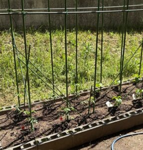 トマト🍅　きゅうり🥒　ゴーヤ🫛苗を植えました🌱