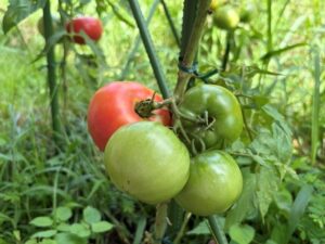 かざし農園「トマト🍅」