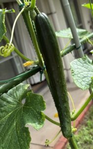 かざし菜園